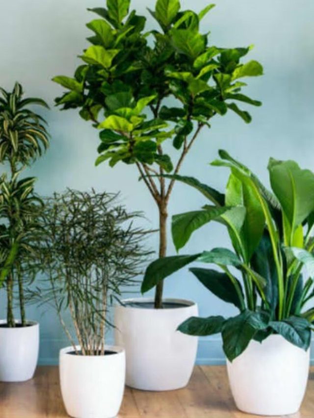 এই ৪ গাছ প্রাকৃতিক AC, ঘরে রেখে দিলে ঠান্ডায় কাঁপবেন