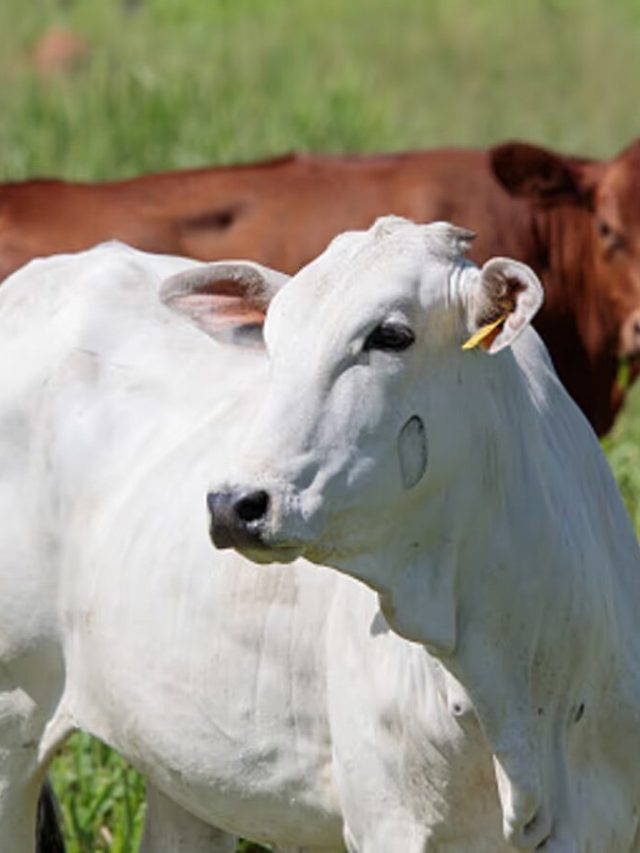 রাস্তায় হঠাৎ সাদা গরু দেখতে পেলে এসব ঘটবেই,  কিসের ইঙ্গিত