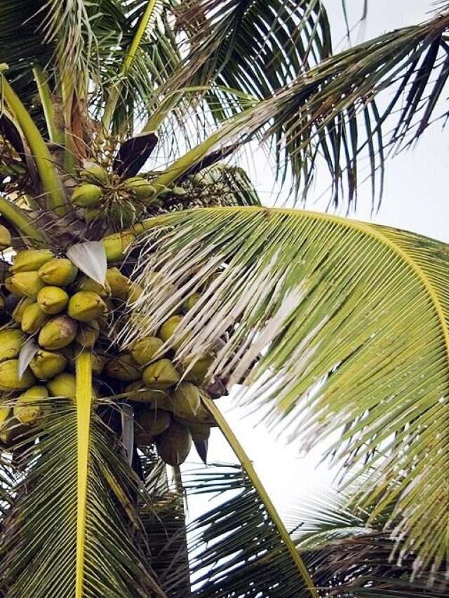 ঘরের চারপাশে নারকেল গাছ থাকা শুভ না  অশুভ, এসব ঘটেই  কিন্তু