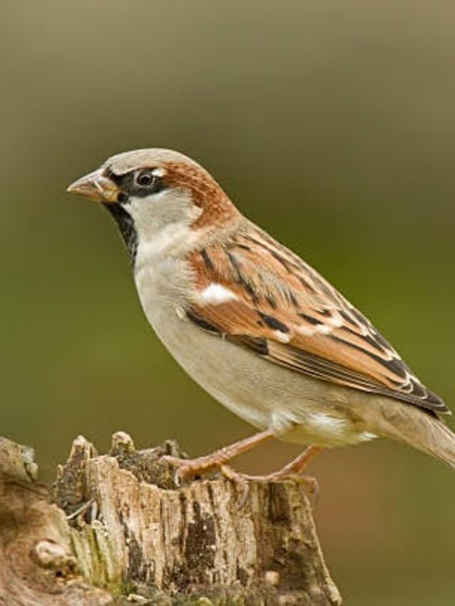 ভোর হলেই চড়ুই এসে বসছে জানলায়? এসব হয় জীবনে