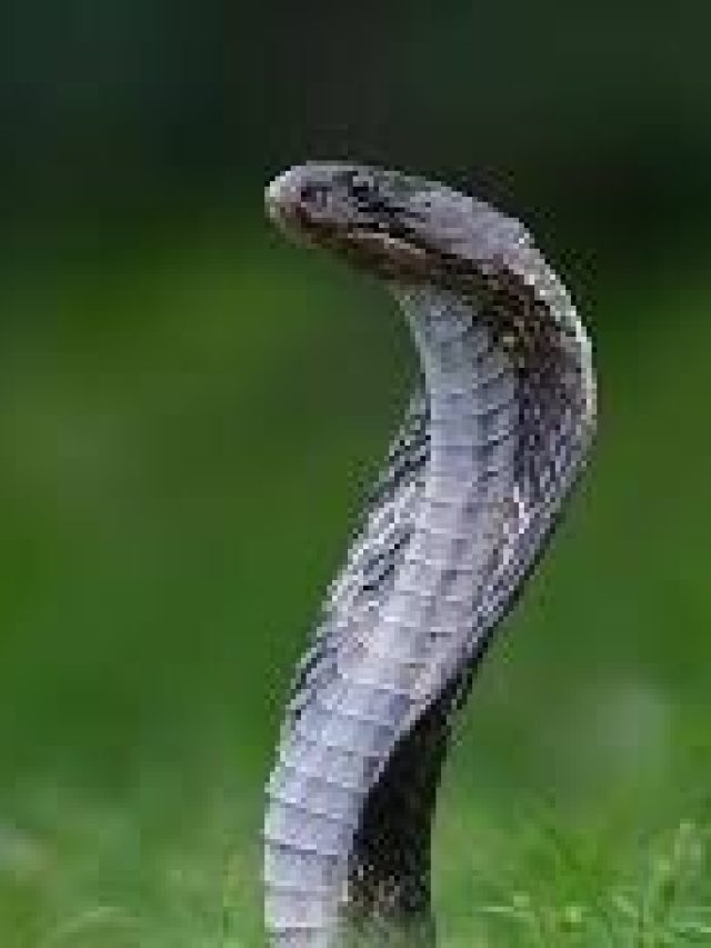 বাড়ির কাছাকাছি সাপ ঘুরছে? বুঝুন এই ৫ লক্ষণ দেখেই