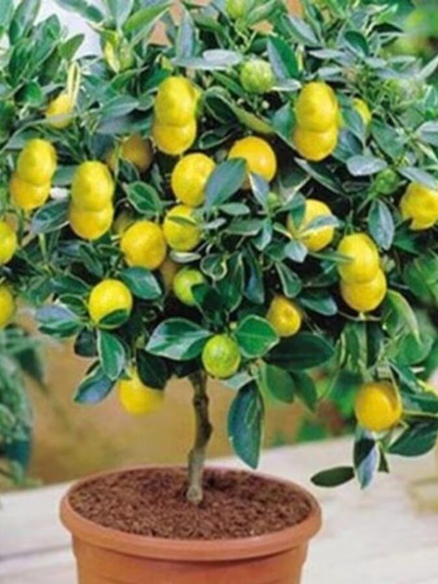 বাড়িতে পাতিলেবু গাছ আছে? সংসারে কী প্রভাব পড়ে জানুন