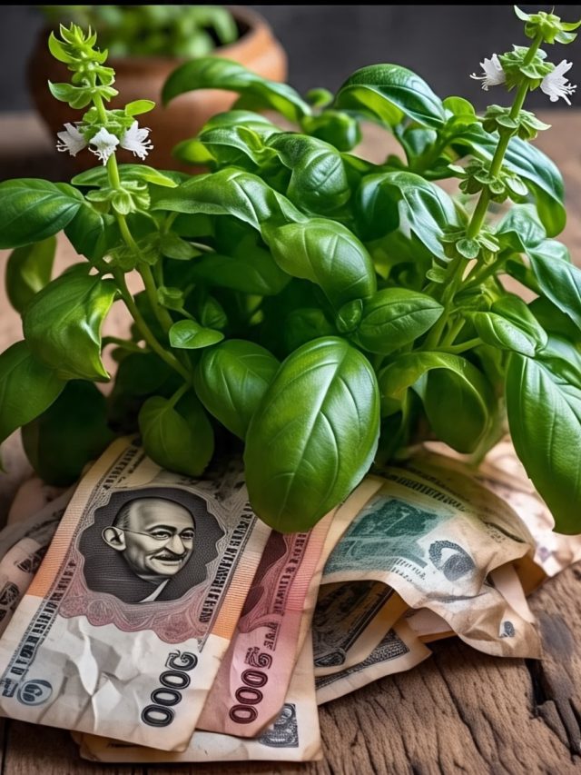 তুলসী গাছের পাশে রাখুন এই জিনিস, ধন-সম্পদ উপচে পড়বে