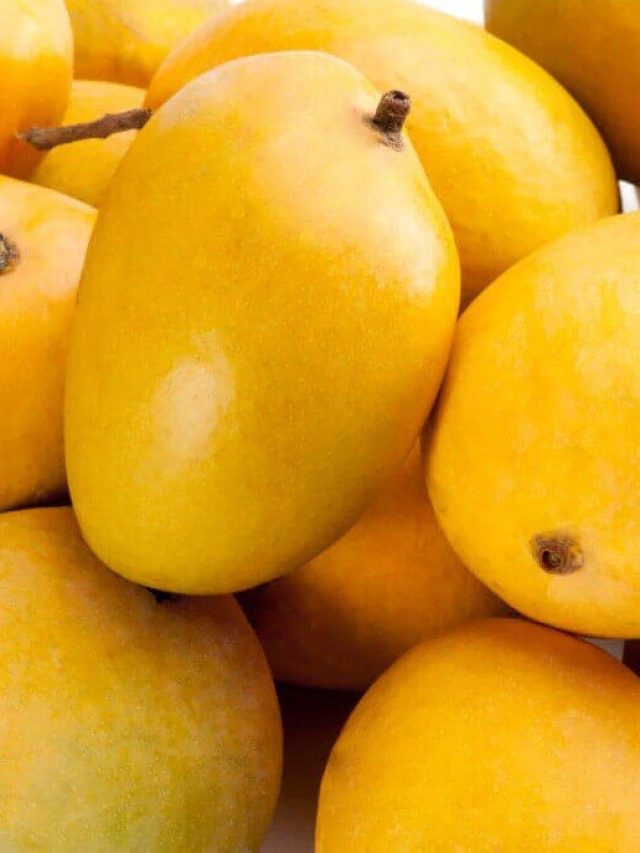 আসল আলফানসো আম চিনবেন কীভাবে, এই ট্রিকস জানলে ঠকবেন না