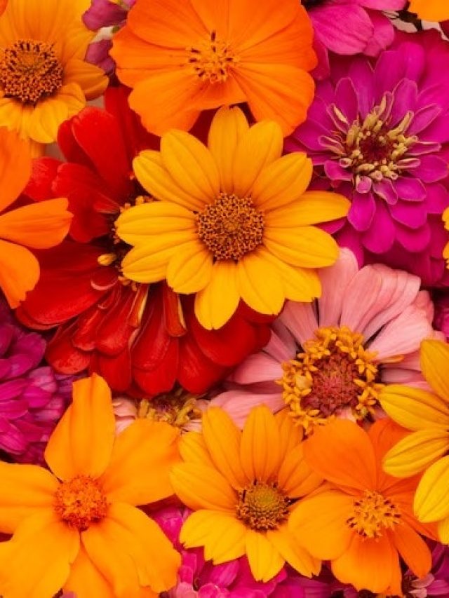 এই ফুলগাছগুলি ঘরের সৌন্দর্যও বাড়ায়, আবার টাকাও টেনে আনে