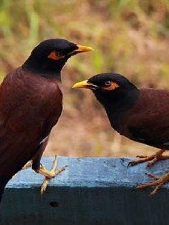 জোড়া শালিক মানে কী? অধিকাংশ মানুষই সঠিক উত্তর জানেন না