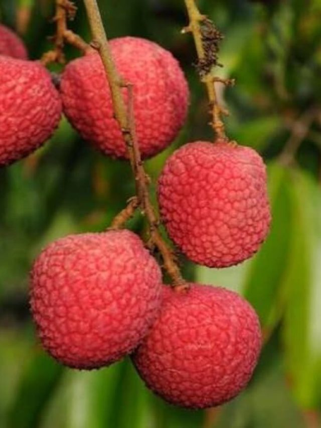 কাঁড়ি কাঁড়ি লিচু খেলে যা হয়,  ভাবতেও পারবেন না