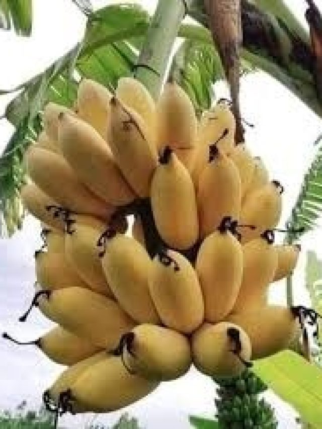 রোজ ব্রেকফাস্টে রাখুন কলা, এত রকম বানানো যায়, বাচ্চারা চেয়ে খাবে