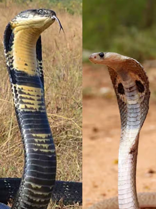 কোনটা কোবরা-কোনটা কিং কোবরা? বাড়িতে ঢুকলে এভাবেই চিনবেন