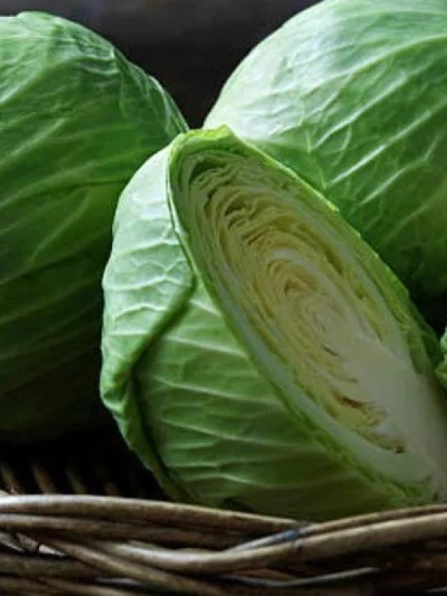 এভাবে রান্না করলে বুড়ো বাঁধাকপিও তুলতুলে নরম হবে