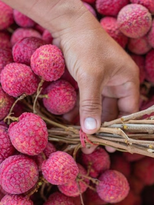 আসল মুজঃফরপুরের লিচু সেরা, রস গড়িয়ে পড়ে; কীভাবে চিনবেন?