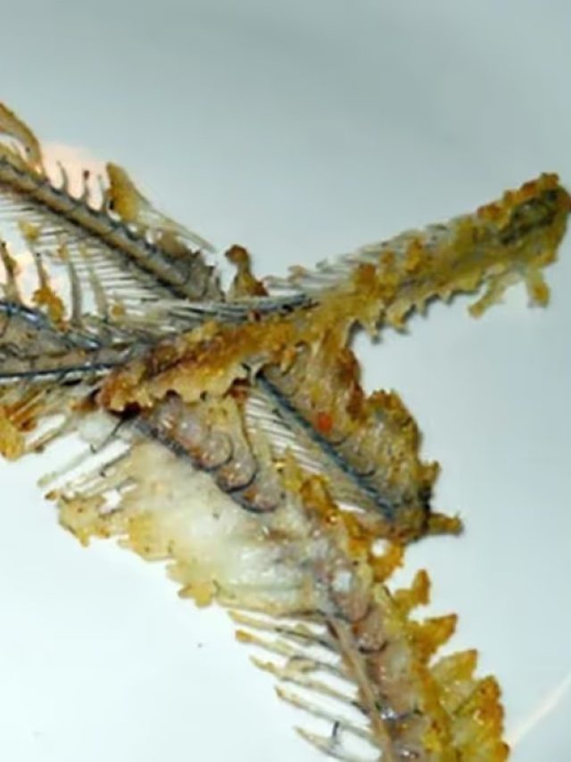 মাছের কাঁটা চিবিয়ে খেলে যা ঘটে, কল্পনাও করতে পারবেন না