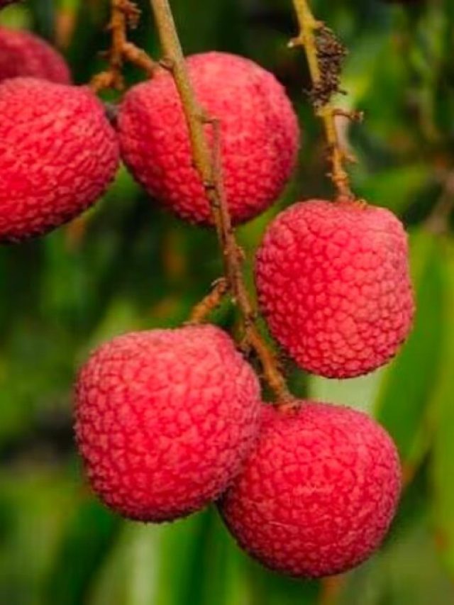 থোকা থোকা লিচু ফলবে ঘরের টবেই, কায়দাটা জানুন