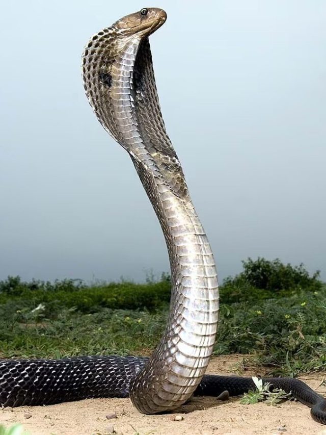 স্বপ্নে সাপ দেখা শুভ না অশুভ, কিসের ইঙ্গিত