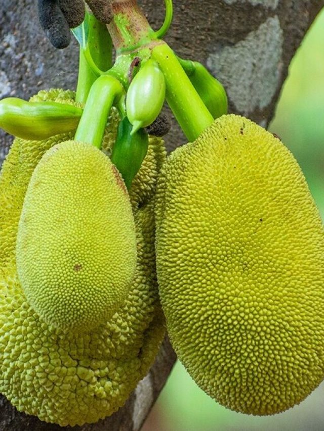 এঁচোড়ে পাকা কাদের বলে? আসল মানে জানলে মুচকি হাসবেন