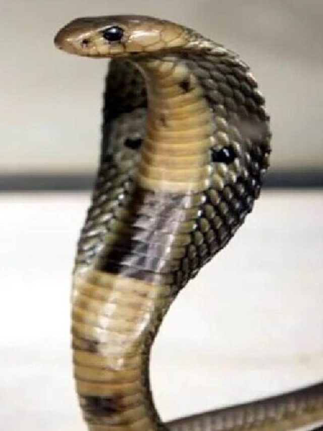 ঘরে ঘাপটি মেরে থাকলে এসব ইঙ্গিত দেয় সাপ,  জানেন তো