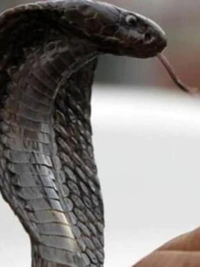 বর্ষায় সাপের উপদ্রব? এই পাতা রেখে দিন সঙ্গে