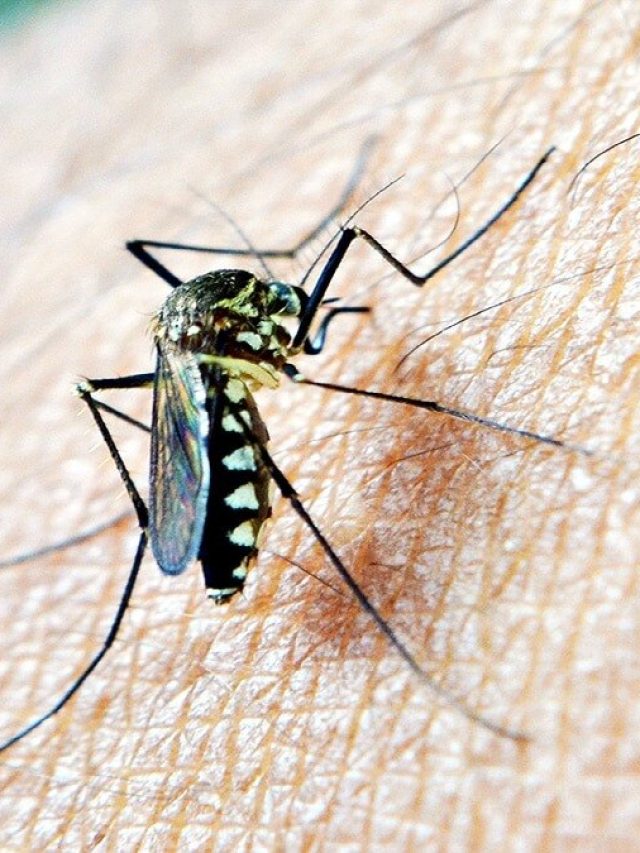 মশা বাপ বাপ বলে পালাবে, শুধু এই ফুল রেখে দিন ঘরে