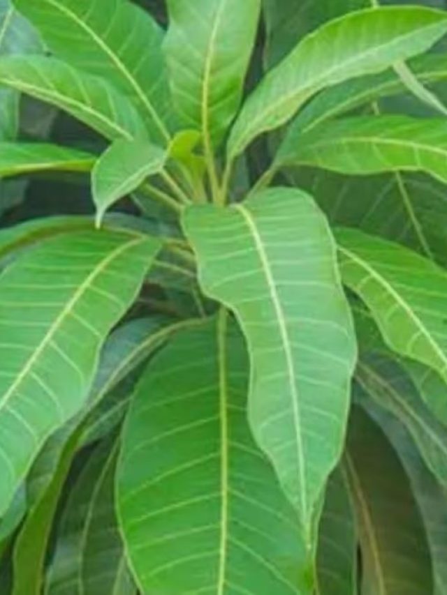 আম পাতা খেলে ব্যাপক উপকার,  কীভাবে খাবেন?