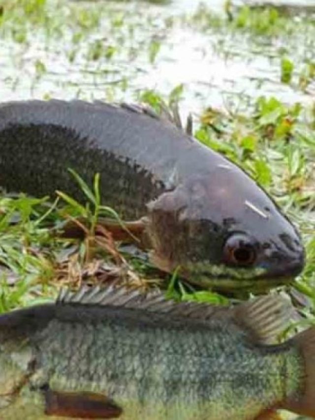 বৃষ্টি পড়লে কই মাছ ডাঙায় উঠে আসে কেন? জানলে অবাক হবেন