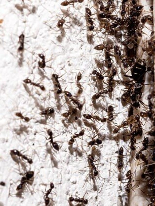 বর্ষায় ঘরে পিলপিল করছে পিঁপড়ার দল? এই ট্রিকসে পালিয়ে কূল পাবে না