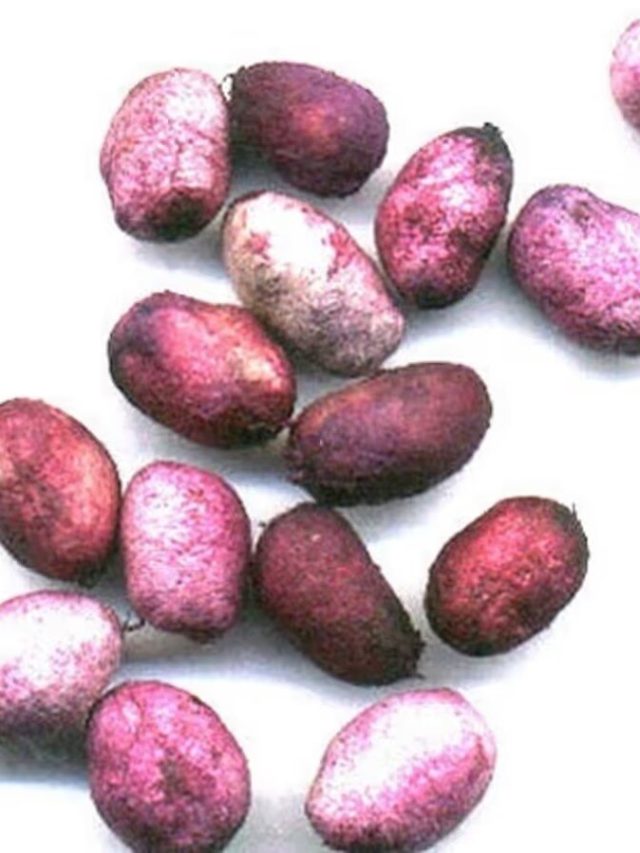 নিয়ন্ত্রণে থাকবে প্রেশার-সুগার, নিয়মিত এভাবে খান জামের বীজ