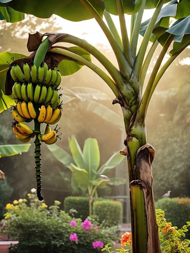 বাড়িতে কলা গাছ  লাগালে কী হয়? জেনে নিন