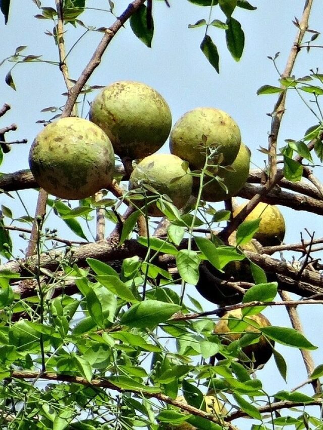 বাড়িতে বেলগাছ থাকলে কি ক্ষতি হয়? বাস্তু প্রভাব জেনে রাখুন