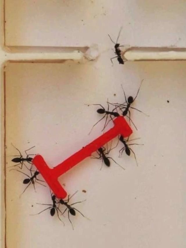 ঘরে থিকথিক করছে পিঁপড়ে? তাড়ান এই ঘরোয়া টোটকায়