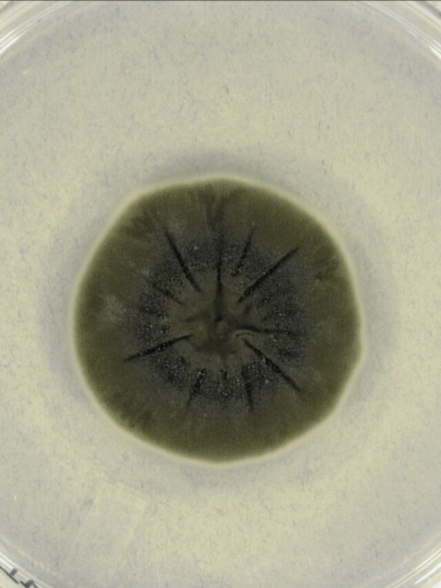 ‘A mutant in Chernobyl’: Bizarre black fungus eats radiation and science can’t explain why