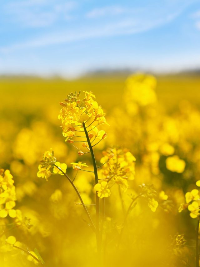 Nuclear Winter Diet? The crops that could save your city from starvation