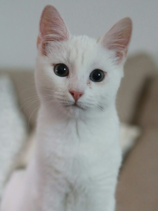 সকালে ঘুম থেকে উঠেই বিড়ালের দেখা পেলেন, সারদিন কেমন কাটবে?