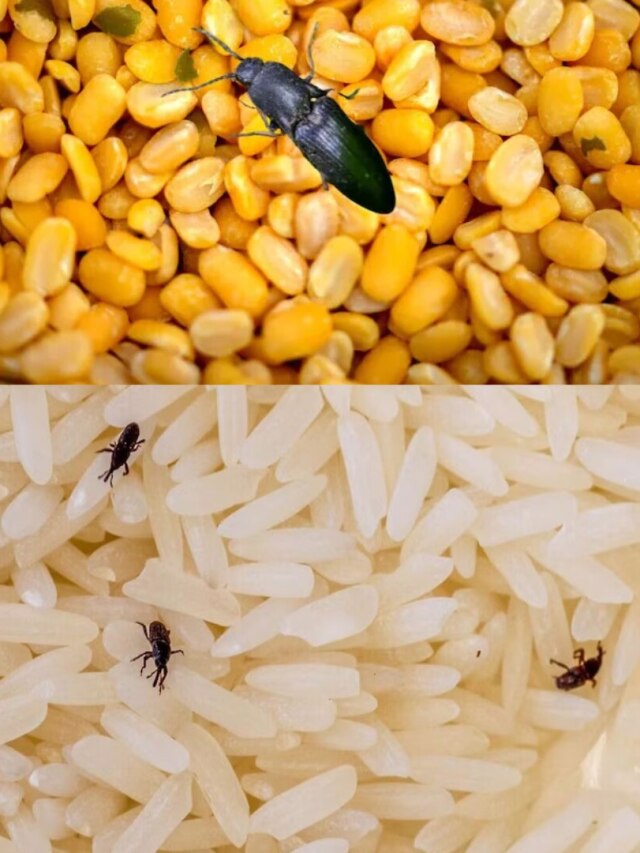 মাসের পর মাস চাল, ডাল, আটায় ধরবে না পোকা, বয়ামে রাখুন এই পাতা