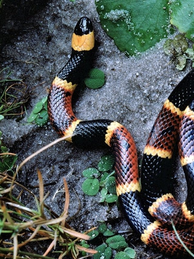 मॉनसून में घर में लगा लें ये खुशबूदार पौधे, सांप भी रहेंगे दूर