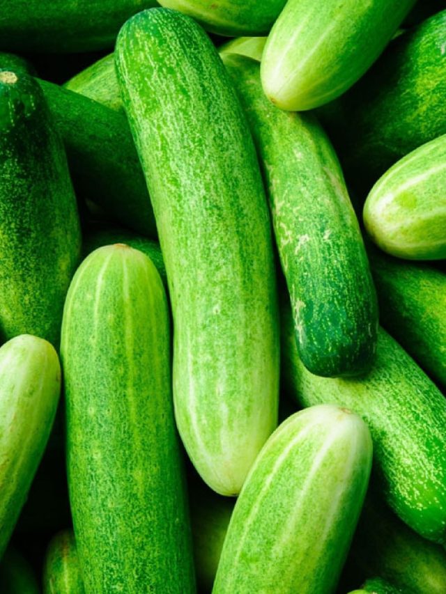 পচে গলে যাবে না শসা, ৭দিন পর্যন্ত তাজা থাকবে এই টিপসে