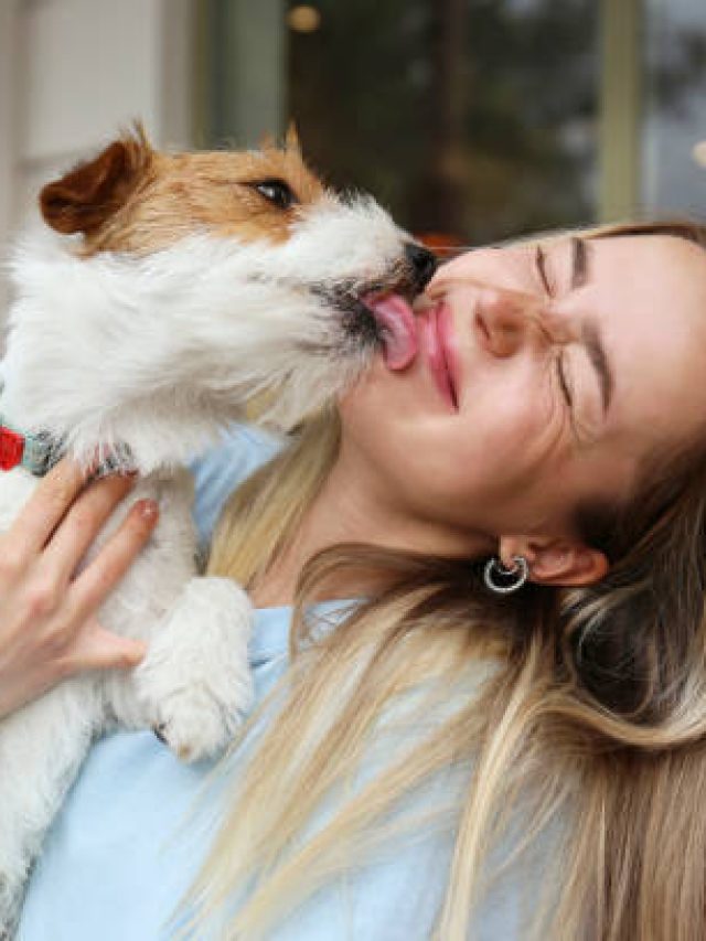 কুকুররা কেন মানুষকে চাটে? ৯৯% মানুষ ভুলটা জানেন