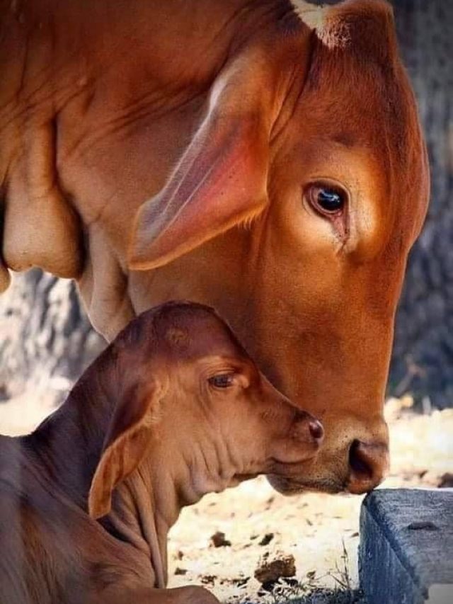 डेयरी के लिए बेस्ट हैं ये दो गायें, दूध भी देती है जबरदस्त