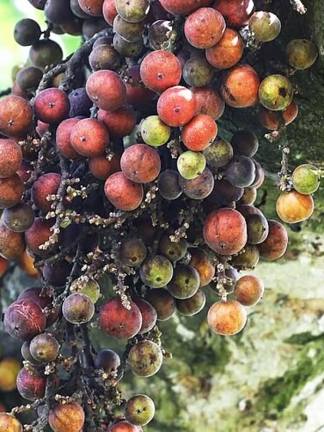 রোজ একটা ডুমুর খেলে চেগে উঠবেন! খাওয়ার নিয়মটা জানুন