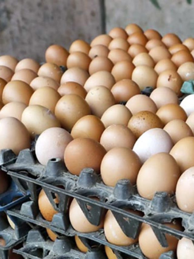 কতদিন পর ডিম নষ্ট হয় ? ১০০% লোকই জানেন না