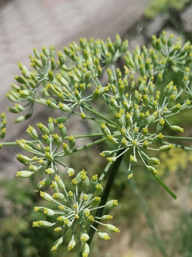 घर पर ही गमले में उगाएं सौंफ, जानें सबसे आसान तरीका