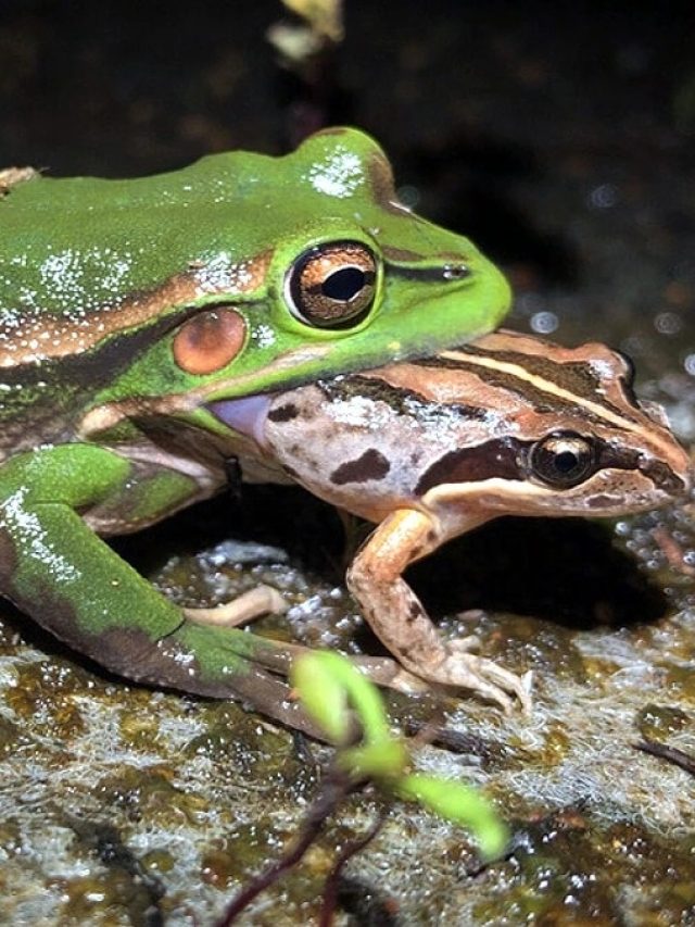 ঘন ঘন ব্যাঙ দেখছেন, কীসের ইঙ্গিত জানেন?