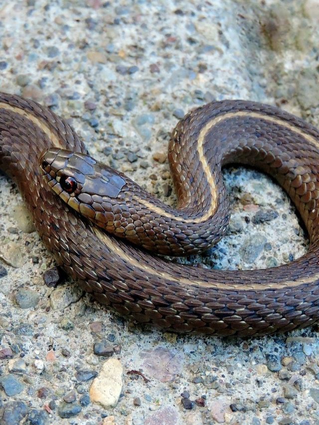 সাপ ঘুমোচ্ছে আপনার ঘরেই, কীভাবে বুঝবেন?