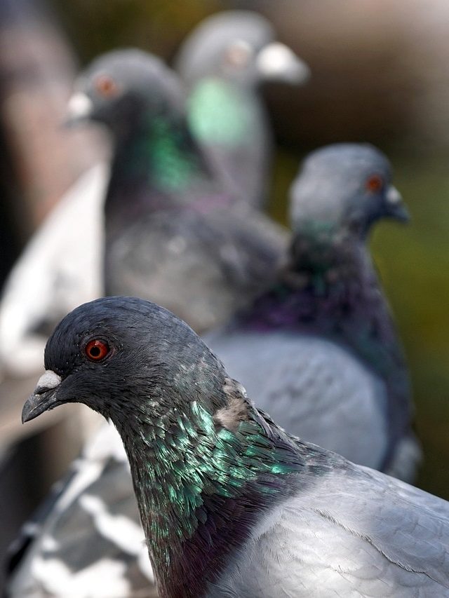 পায়রাকে দানা খাওয়ালে এসব হয়, সাবধান না হলেই বড় বিপদ