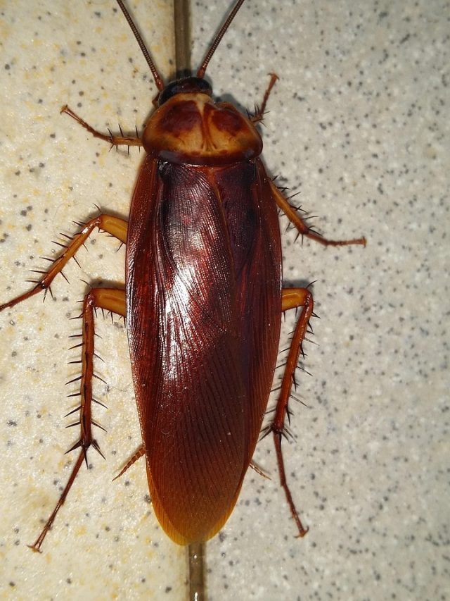 লাগবে ২ ফোঁটা লেবুর রস, তাতেই ঘর থেকে পালাবে আরশোলা