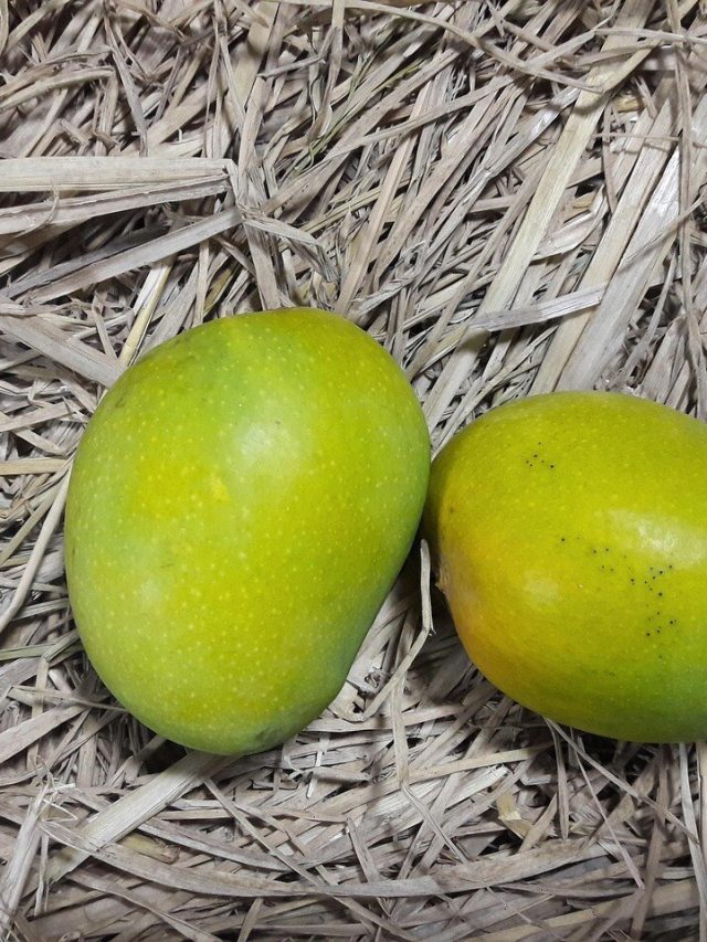 বাজারে ছেয়েছে 'আলফোনসো' আমে! আসল না নকল? চেনার টিপস