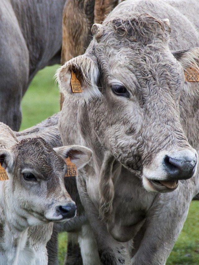বাড়ির দরজায় বাছুর সহ গরুর আগমন, ইঙ্গিত দেয় এই ঘটনার