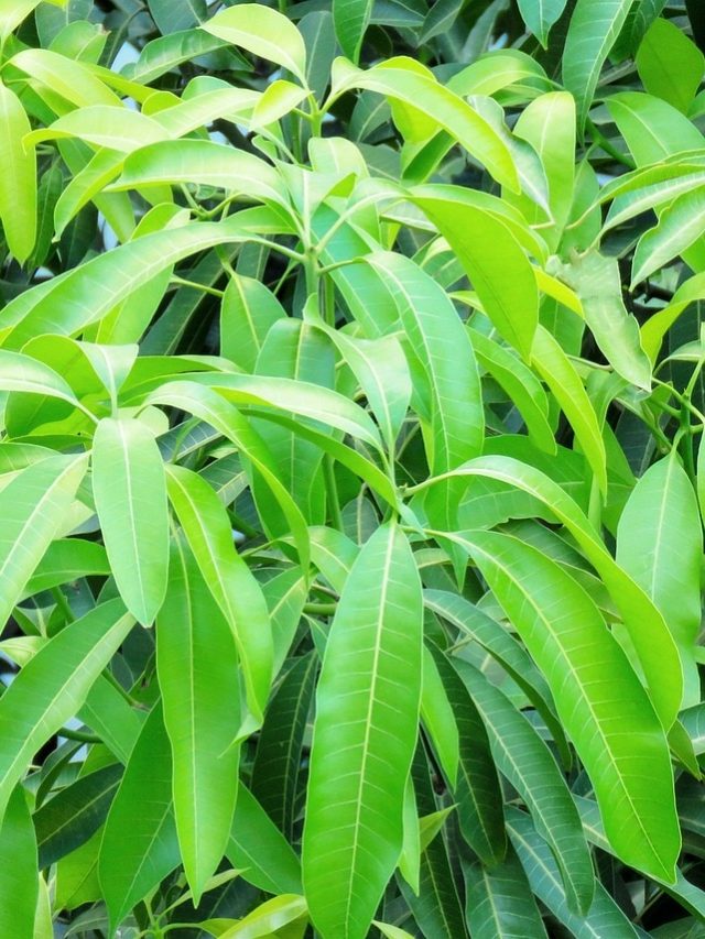 পরিশ্রমের তুলনায় সাফল্য কম? বাড়ির এখানে আম পাতা রাখলেই ম্যাজিক দেখবেন