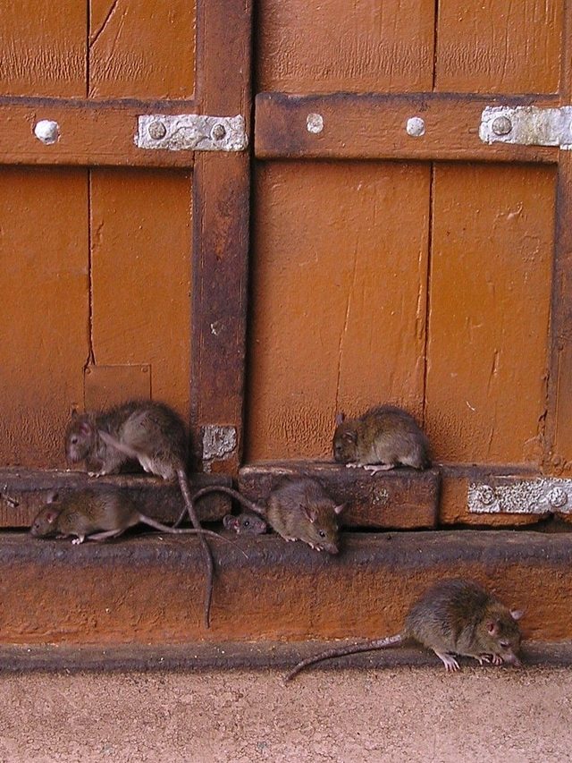 পাঁই পাঁই করে পালাবে, এই ৫ ঘরোয়া উপায়েই তাড়ান  ইঁদুরের দল