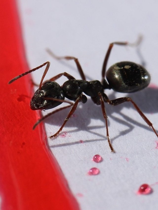 মেঝেয় প্রায়শই পিঁপড়ে দেখেন? ভাগ্যে কী হবে জানুন