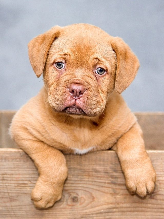 শনিবার কুকুরকে খাওয়ান এই জিনিস, ধন-সম্পত্তি বাড়বে